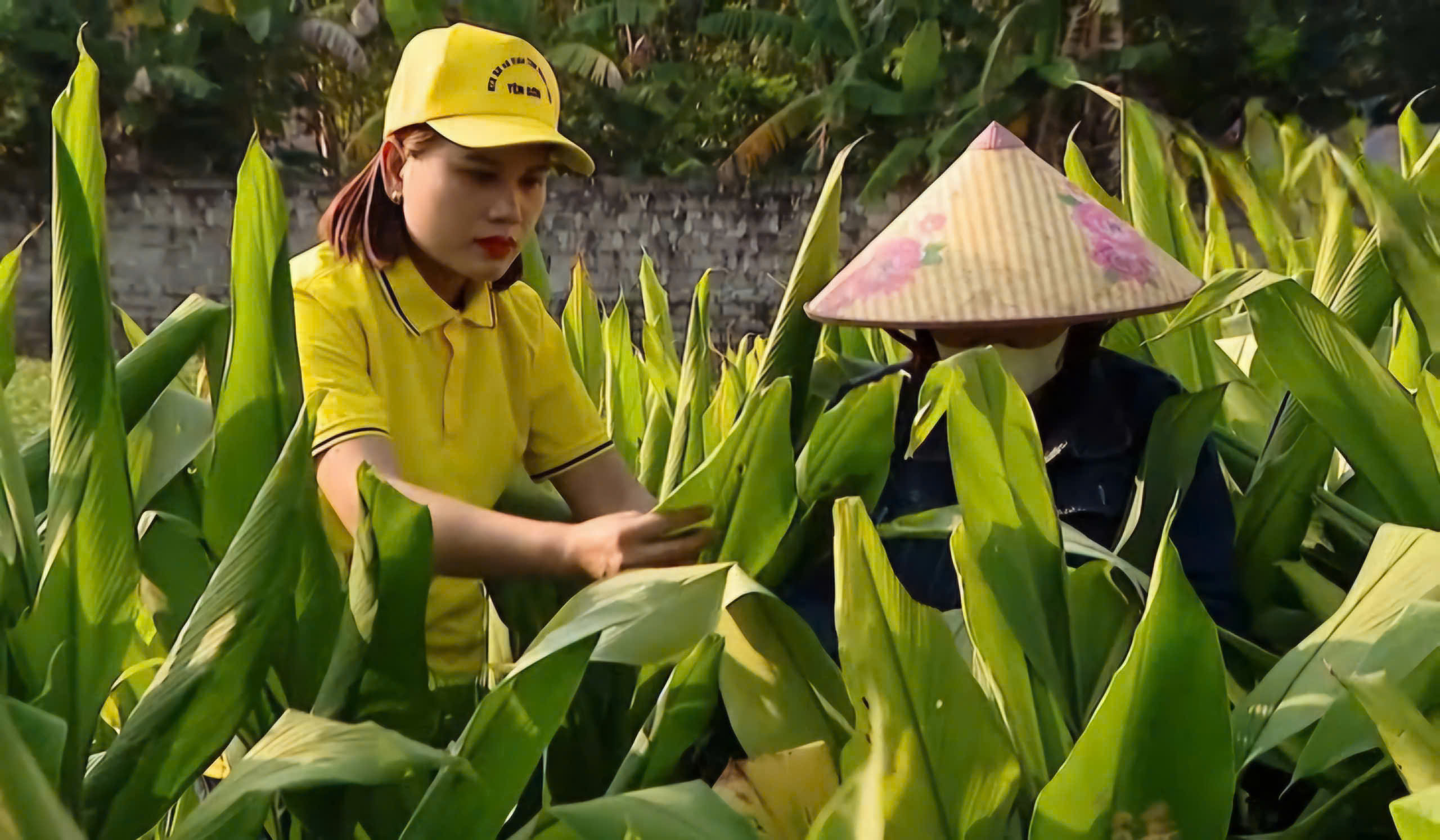 Phát triển dược liệu xanh, đưa sản phẩm Việt vươn ra thế giới- Ảnh 6. Phát triển dược liệu xanh, đưa sản phẩm Việt vươn ra thế giới- Ảnh 6.